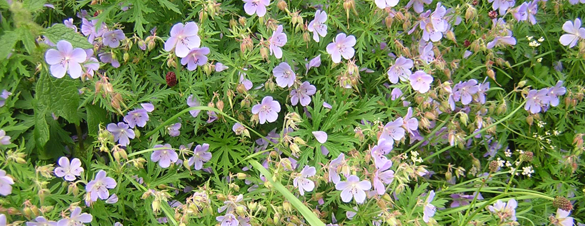 Нугын шимтэглэй